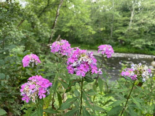 Hoher Stauden-Phlox — Bild 4 von 11