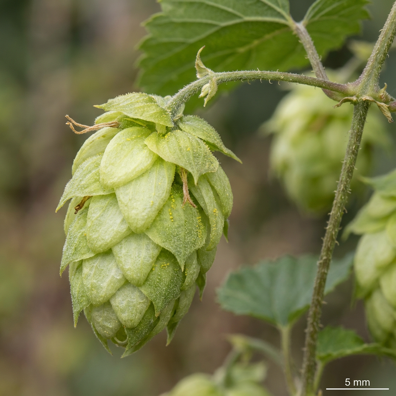 Hopfen (Humulus lupulus), KI-Illustration