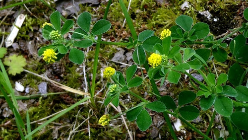 Hopfenklee — Bild 4 von 11