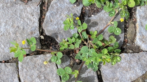 Hopfenklee — Bild 5 von 11