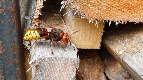 Naturaufnahme - Bild 5