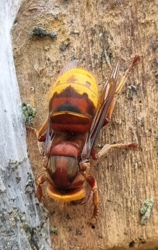 Naturaufnahme - Bild 6