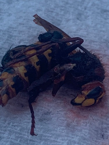 Naturaufnahme - Bild 7