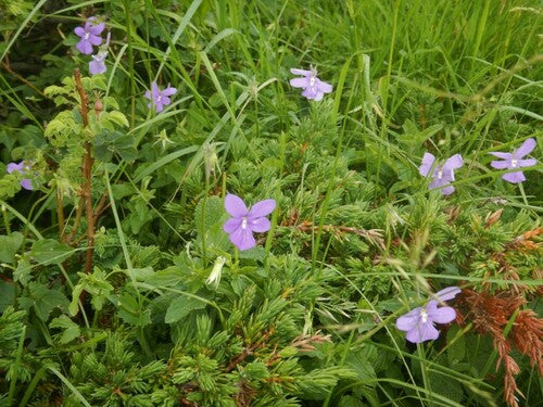 Hornveilchen — Bild 4