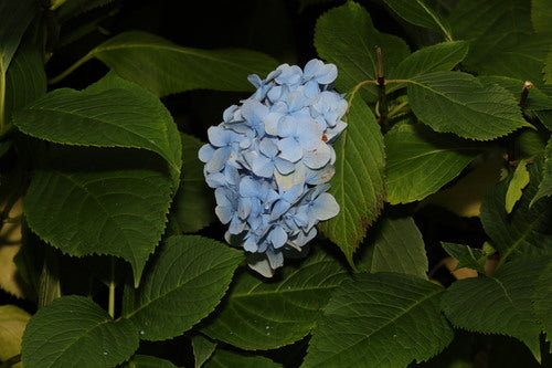 Hortensien — Bild 2