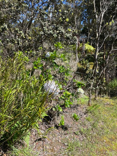 Hortensien — Bild 4