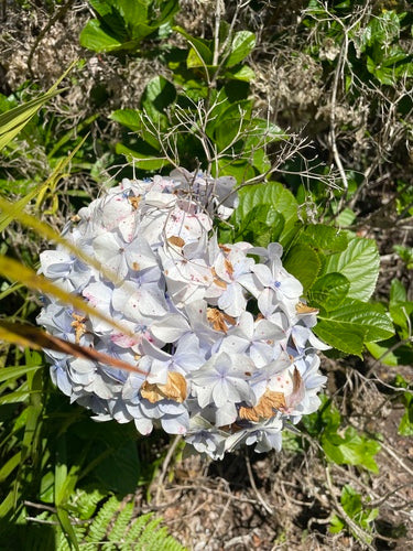 Hortensien — Bild 3