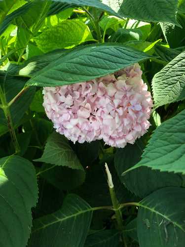 Hortensien — Bild 1