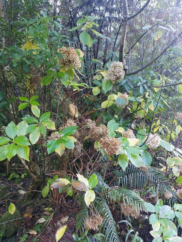 Hortensien — Bild 6