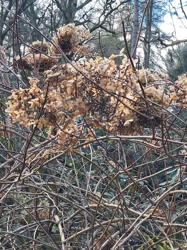 Hortensien — Bild 5