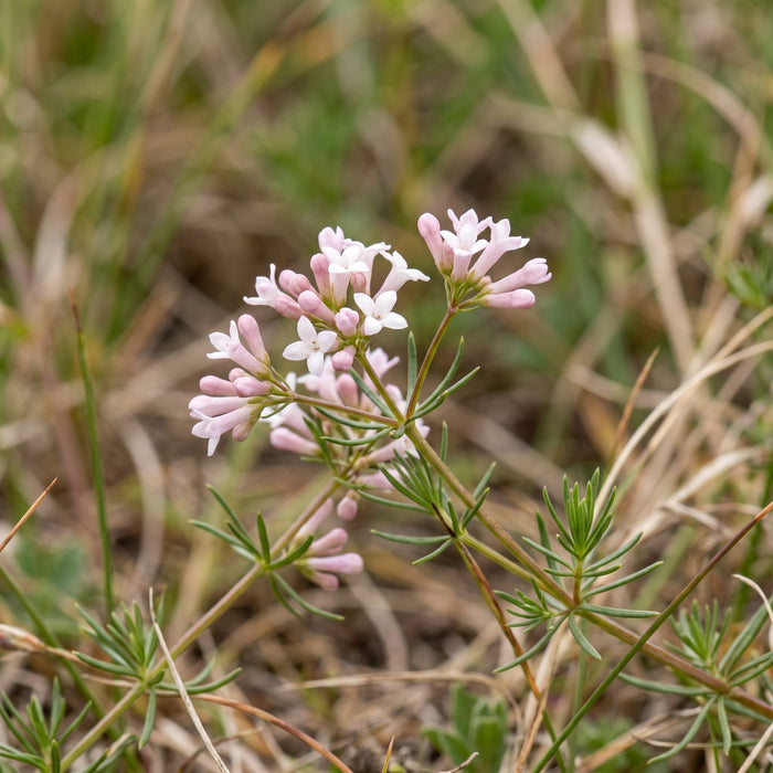 Blüte von Hügel-Meier (Asperula cynanchica) in Nahaufnahme (KI-generiert)