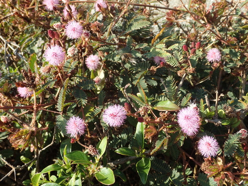 Huelsenfruechte — Bild 3