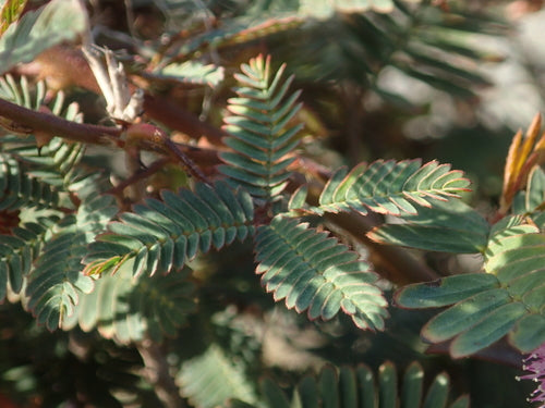 Huelsenfruechte — Bild 4