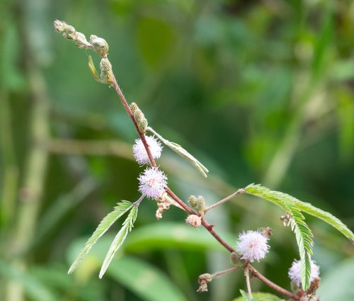 Huelsenfruechte — Bild 1