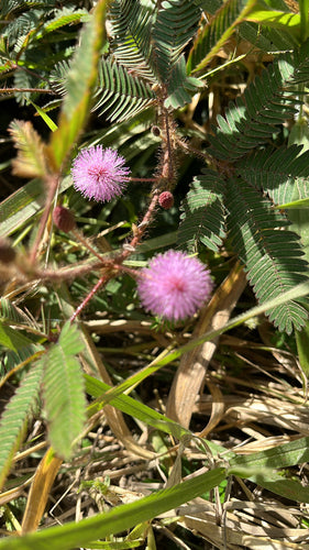 Huelsenfruechte — Bild 5