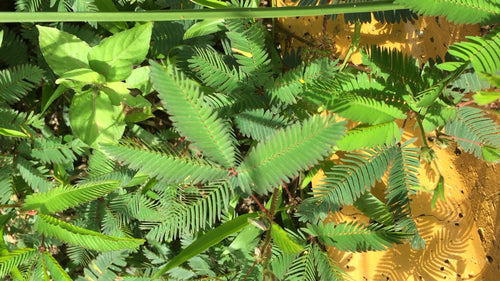 Huelsenfruechte — Bild 1