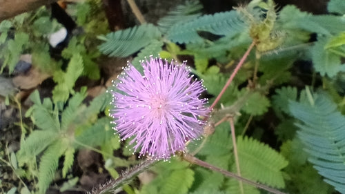 Huelsenfruechte — Bild 3