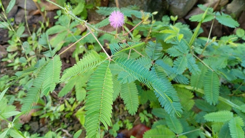 Huelsenfruechte — Bild 2