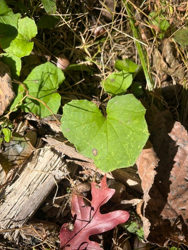 Huflattich — Bild 5