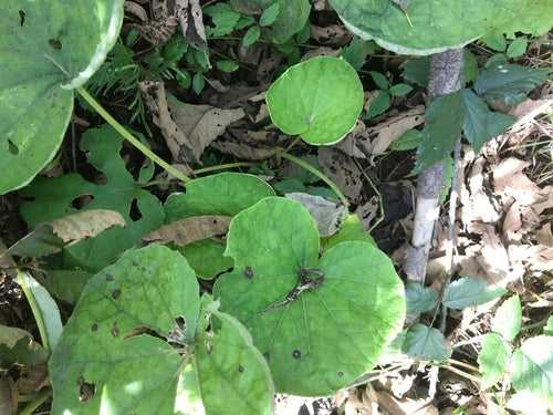 Huflattich — Bild 2