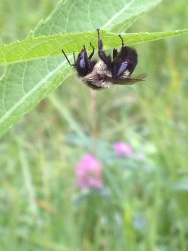 Hummel — Bild 2