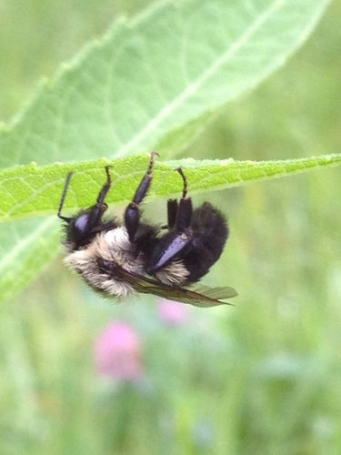 Hummel — Bild 3
