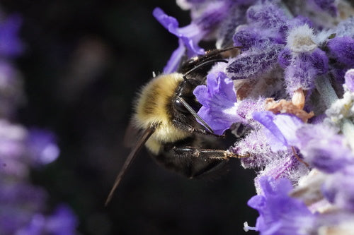 Hummel — Bild 5