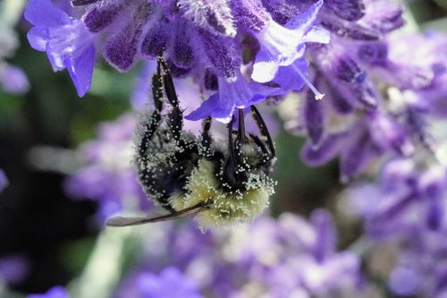 Hummel — Bild 5 von 50