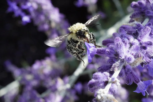 Hummel — Bild 4 von 50
