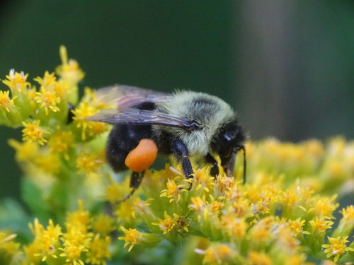Hummel — Bild 5