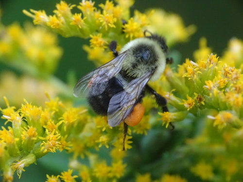 Hummel — Bild 3 von 50
