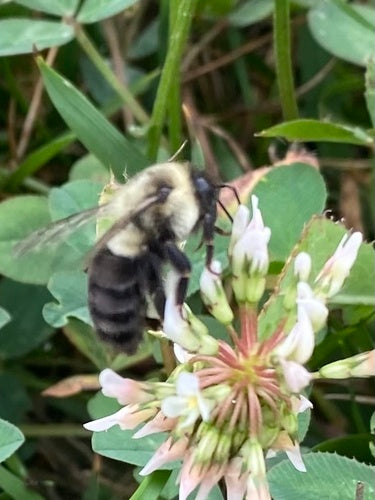 Hummel — Bild 4