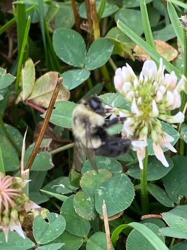 Hummel — Bild 3