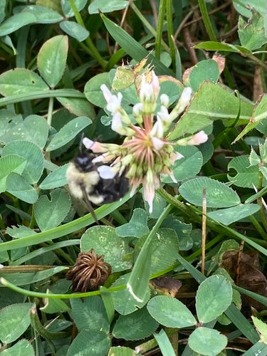 Hummel — Bild 2
