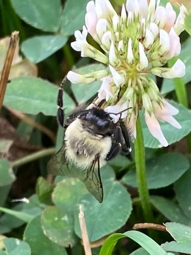Hummel — Bild 1