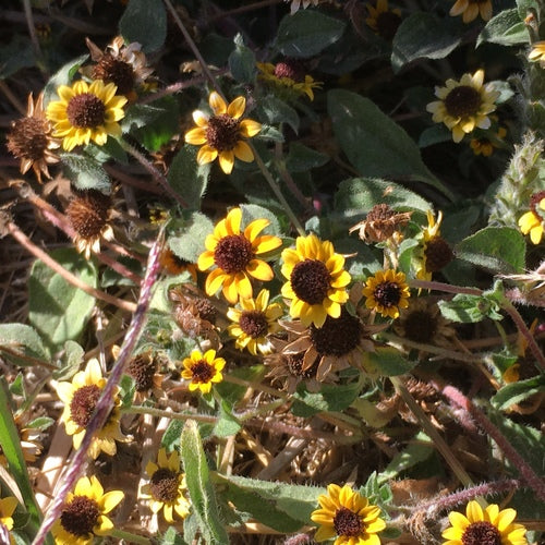 Husarenknoepfchen — Bild 4