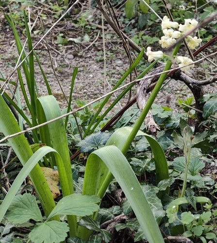 Hyazinthe — Bild 5