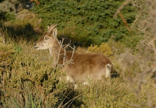 Iberiensteinbock — Bild 5