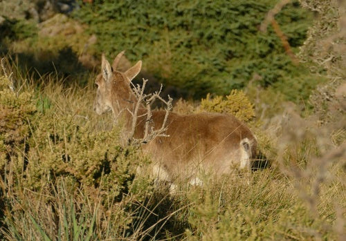 Iberiensteinbock — Bild 4