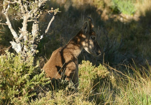 Iberiensteinbock — Bild 3