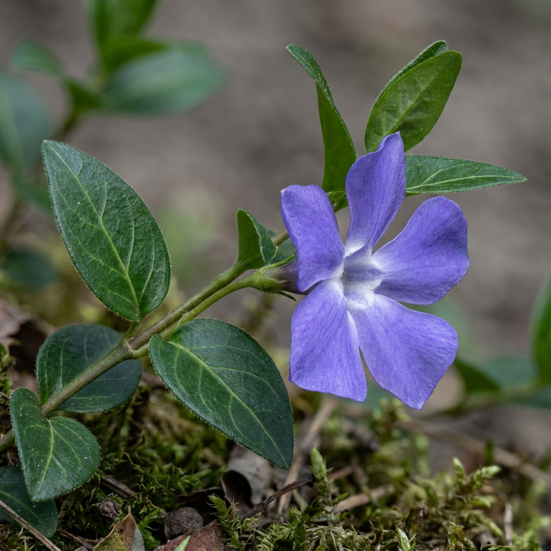 Immergruen (Vinca major), KI-Illustration