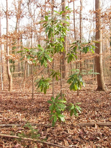 Immergrüne Magnolie — Bild 2