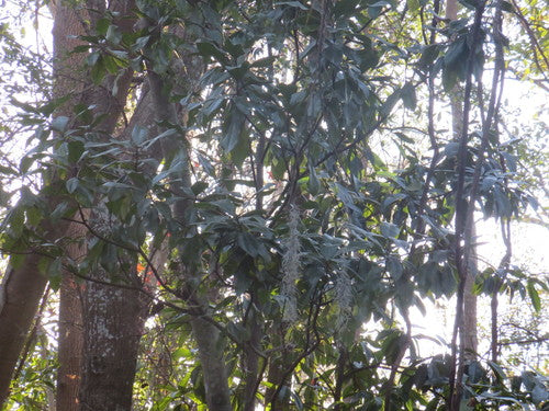 Immergrüne Magnolie — Bild 4