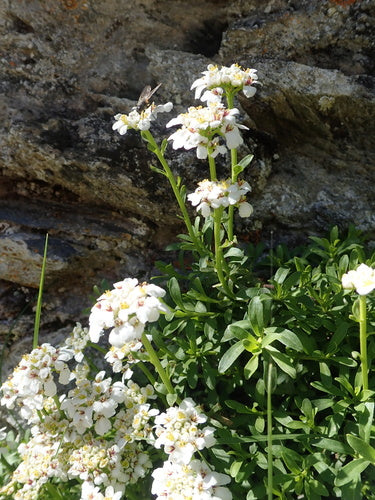 Immergruene Schleifenblume — Bild 5