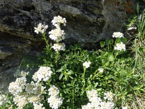 Immergruene Schleifenblume — Bild 4
