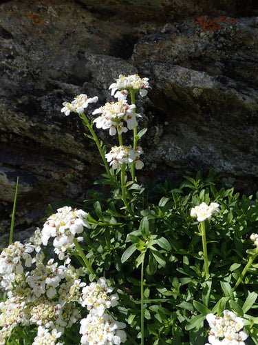 Immergruene Schleifenblume — Bild 3