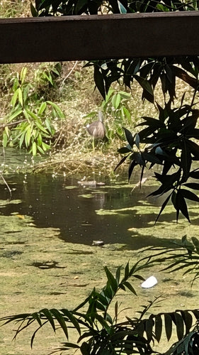 Indischer Teichreiher — Bild 1 von 8