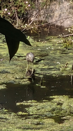 Indischer Teichreiher — Bild 2 von 8