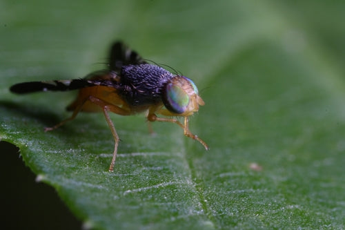 Naturaufnahme - Bild 2