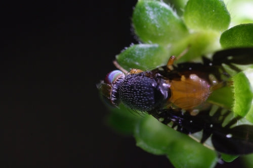 Naturaufnahme - Bild 4